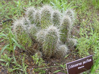 Echinocereus polyacanthus