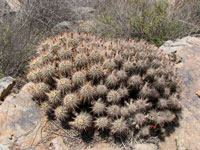 Echinocereus polyacanthus