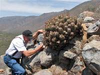 Echinocereus polyacanthus