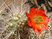 Echinocereus polyacanthus