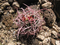 Echinocactus polycephalus