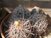 Echinocactus polycephalus