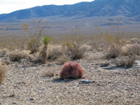 Echinocactus polycephalus