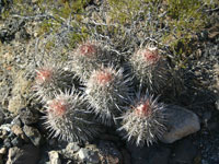 Echinocactus polycephalus