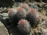 Echinocactus polycephalus