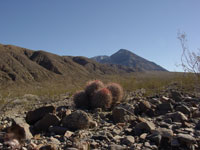 Echinocactus polycephalus