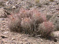 Echinocactus polycephalus