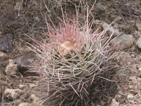 Echinocactus polycephalus