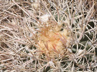 Echinocactus polycephalus