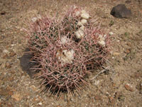 Echinocactus polycephalus