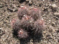 Echinocactus polycephalus