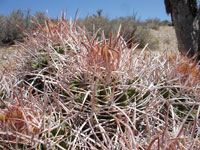 Echinocactus polycephalus