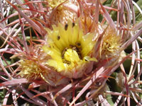 Echinocactus polycephalus