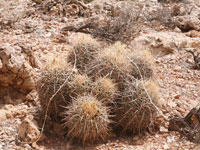 Echinocactus polycephalus