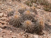 Echinocactus polycephalus