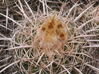 Echinocactus polycephalus