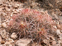 Echinocactus polycephalus