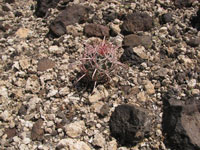 Echinocactus polycephalus