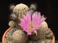 Echinocereus primolanatus