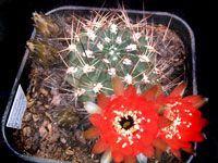 Echinopsis pugionacantha