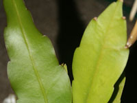 Epiphyllum pumilum