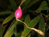 Epiphyllum pumilum
