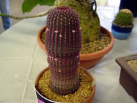 Echinocereus rigidissimus