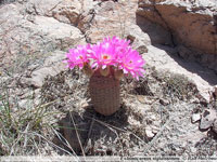 Echinocereus rigidissimus