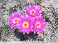 Echinocereus rigidissimus