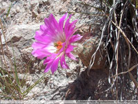 Echinocereus rigidissimus