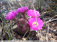 Echinocereus rigidissimus