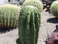 Echinopsis robinsoniana