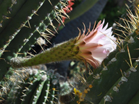 Echinopsis robinsoniana