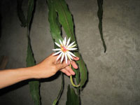 Epiphyllum rubrocoronatum