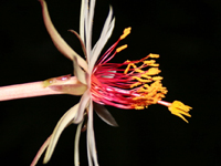 Epiphyllum rubrocoronatum