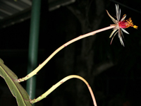 Epiphyllum rubrocoronatum