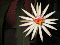 Epiphyllum rubrocoronatum