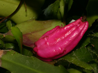 Epiphyllum rubrocoronatum