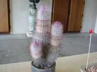 Echinocereus viridiflorus