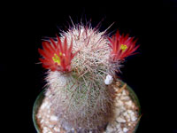 Echinocereus russanthus