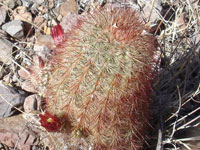 Echinocereus russanthus