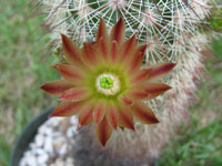 Echinocereus russanthus