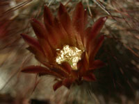 Echinocereus russanthus