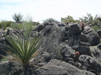 Echinocereus russanthus