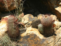 Echinocereus russanthus