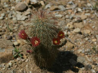 Echinocereus russanthus