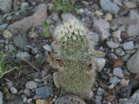 Echinocereus russanthus