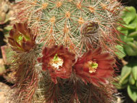 Echinocereus russanthus