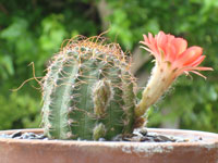 Echinopsis saltensis