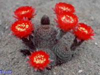 Echinopsis sanguiniflora